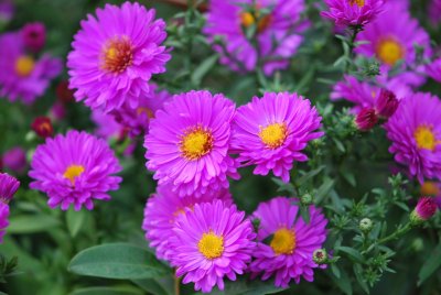 Aster dumosus - Aster dumosus 'Starlight' - detail květů